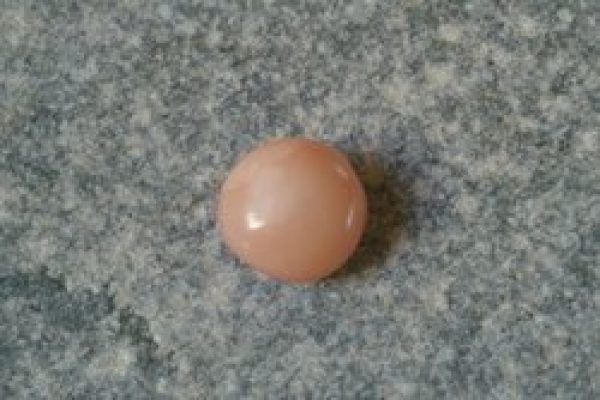 Codakia pearls