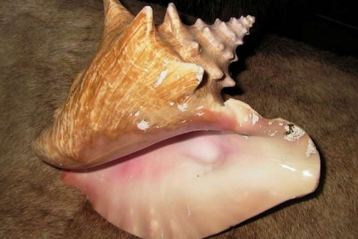 Conch Pearls_1