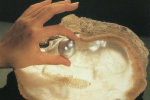 Do you know the South Sea pearls_1