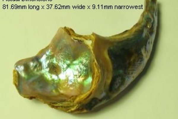 Lou Hill, the pearl's adventurer