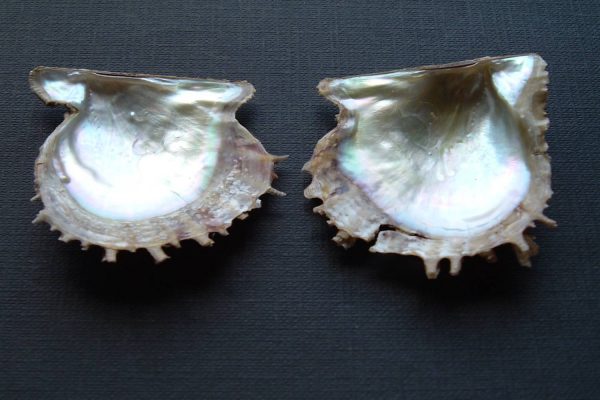 Pinctada radiata pearls_1