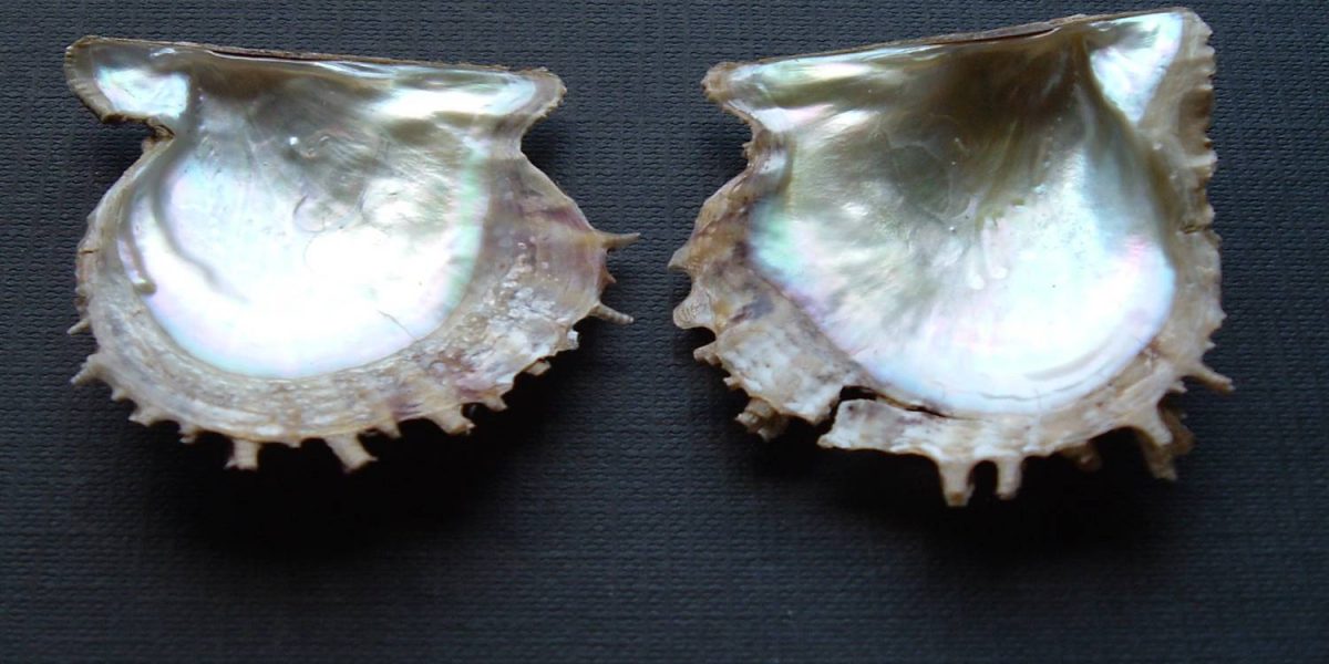 Pinctada radiata pearls_1