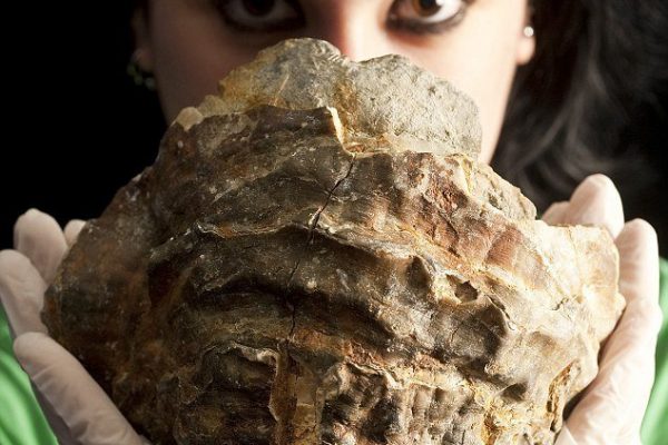 The 100 milion years oyster_1