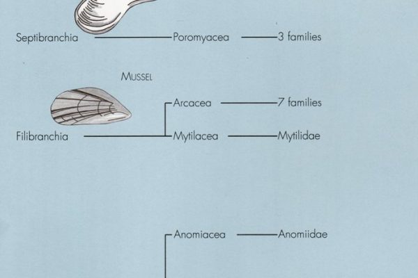 The large Pinctadas_1