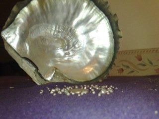 85 natural pearls inside one single oyster