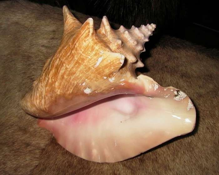 Conch Pearls