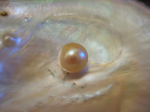 Le perle naturali della Pinctada radiata