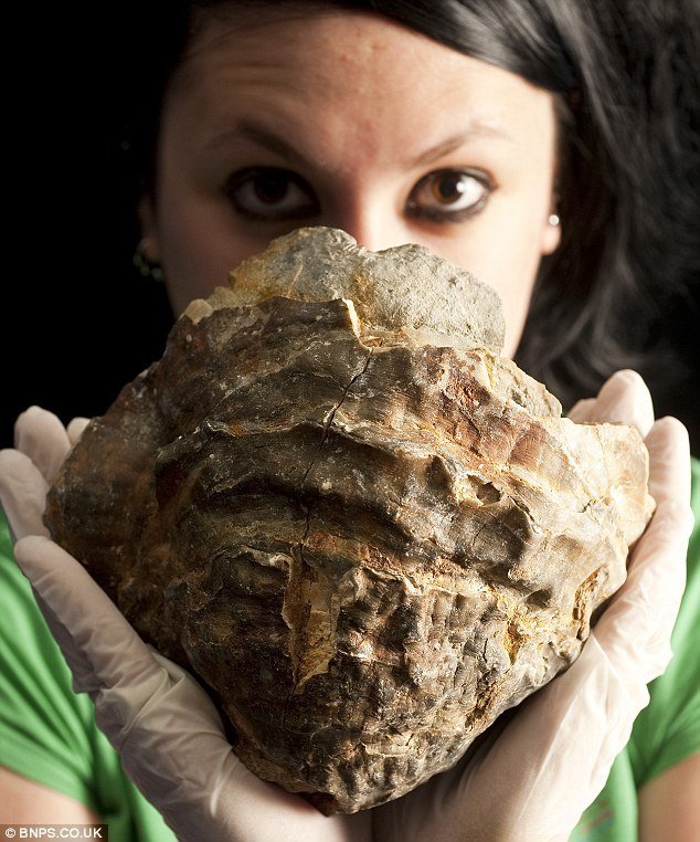 Un’ostrica da 100 milioni di anni