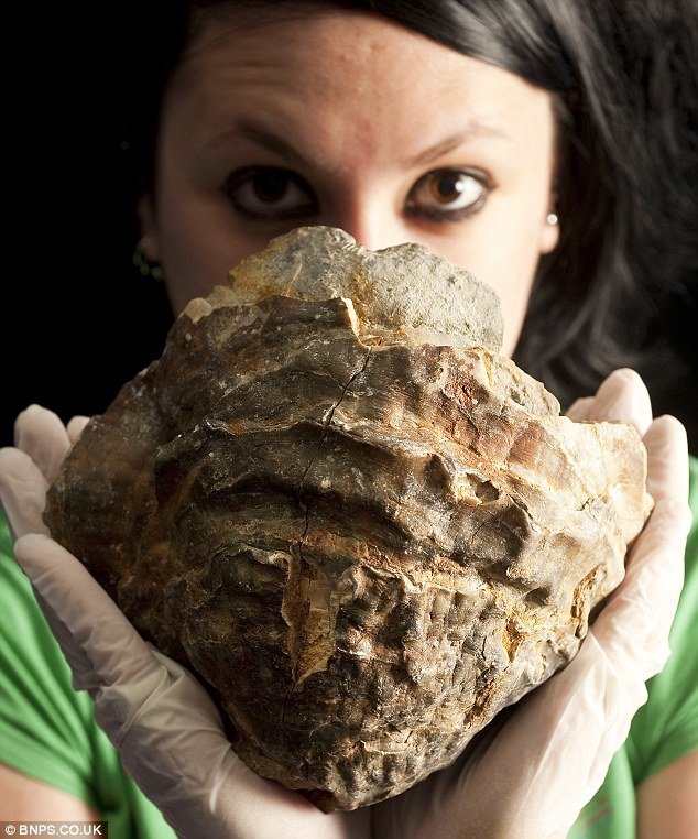 The 100 milion years oyster