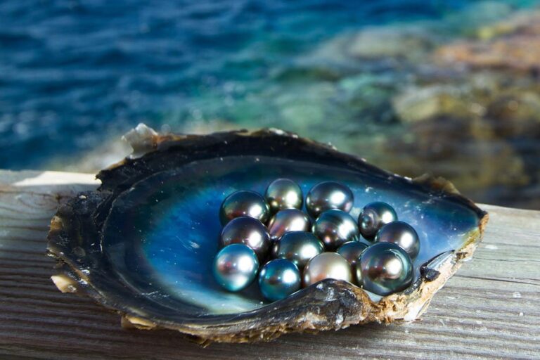 Gioielli e sostenibilità: coltivare perle di mare