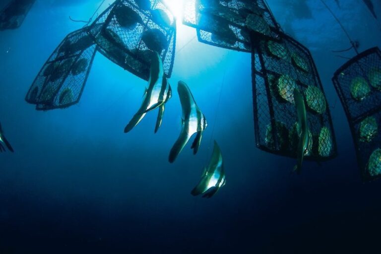 Il valore delle perle: quanto costa una perla naturale?