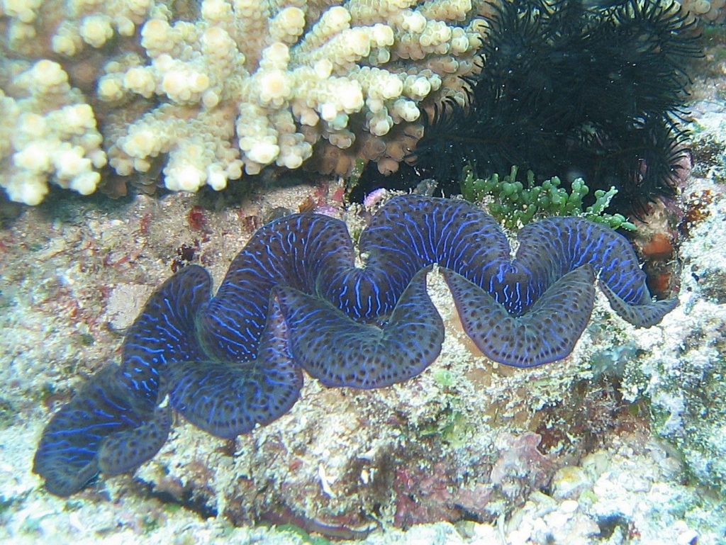 Genisi perle naturali da tridacna gigas