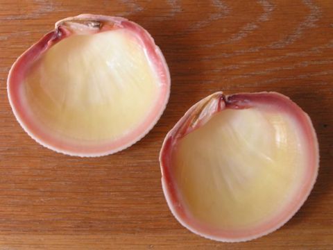 Perle naturali codakia - il mollusco