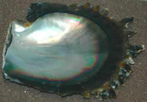 Perla da ostrica tahiti