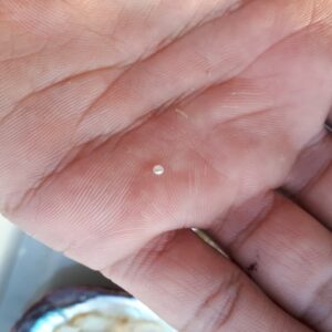 perla naturale piccola