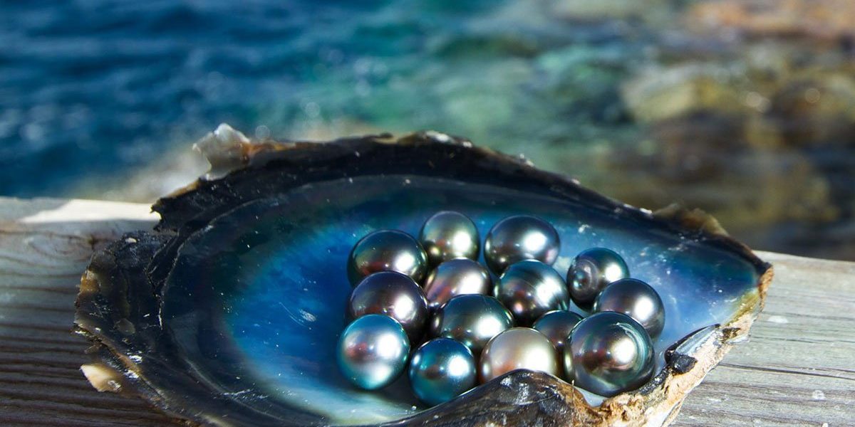 ostrica-perle