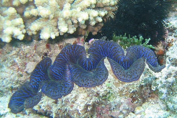 Genisi Perle naturali da Tridacna Gigas