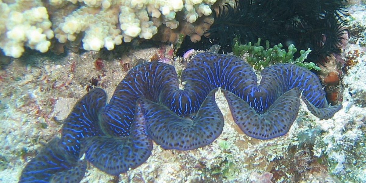 Genisi Perle naturali da Tridacna Gigas