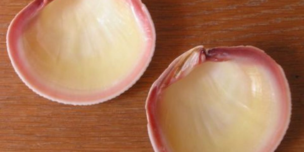 Genisi Perle naturali Codakia - Il mollusco