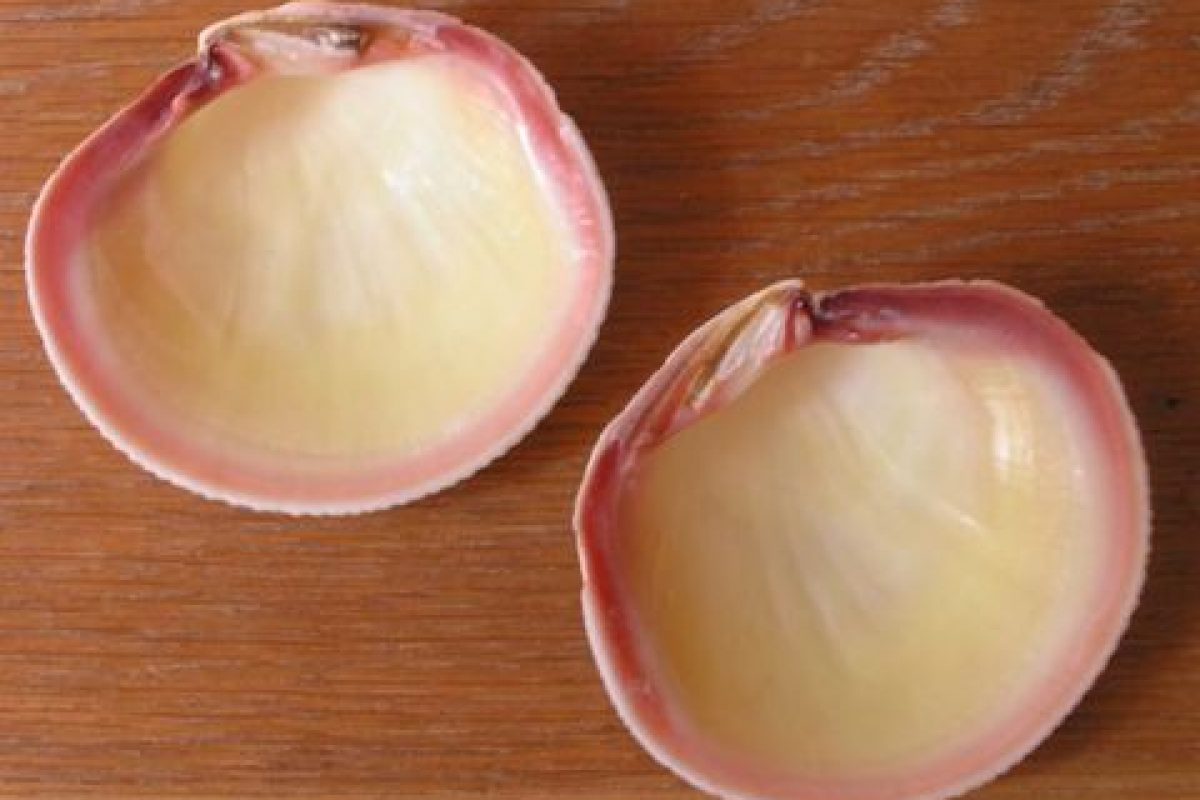 Genisi Perle naturali Codakia - Il mollusco
