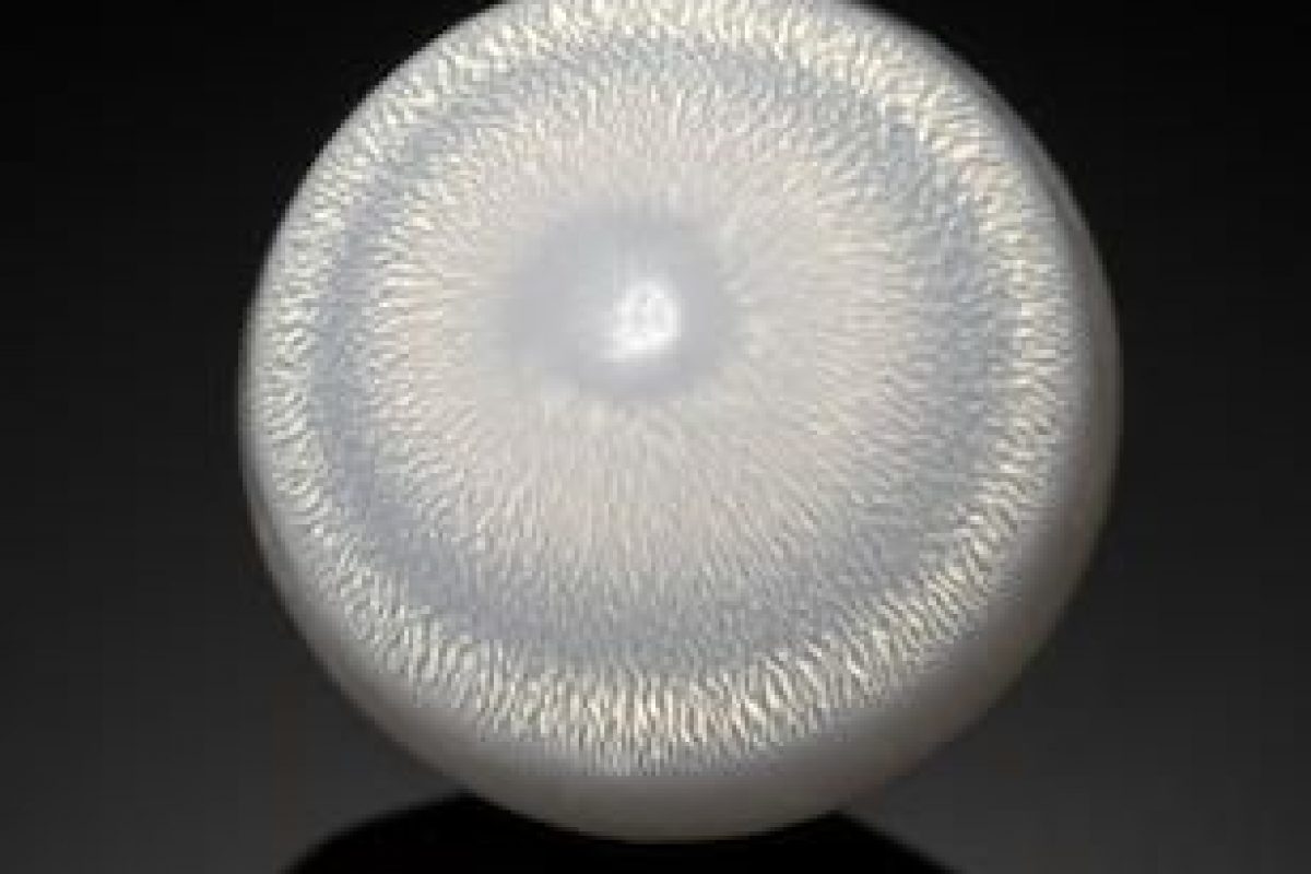 Genisi Perle naturali Clam
