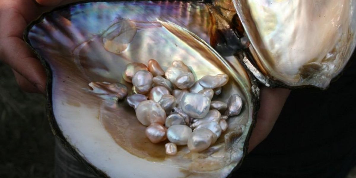ostrica con perle
